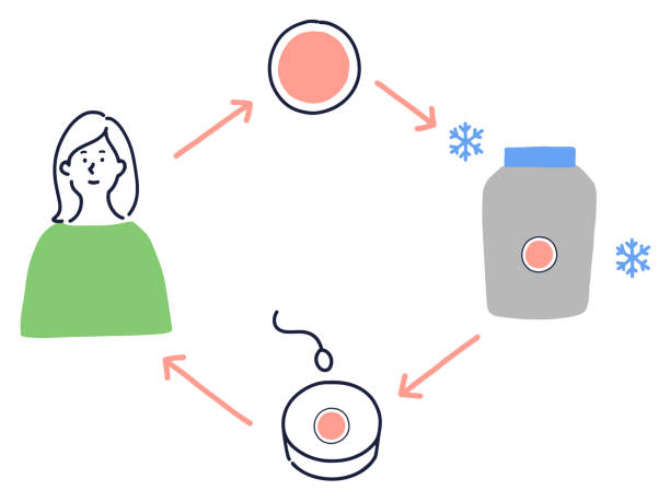 Yumurta Dondurma Nedir?